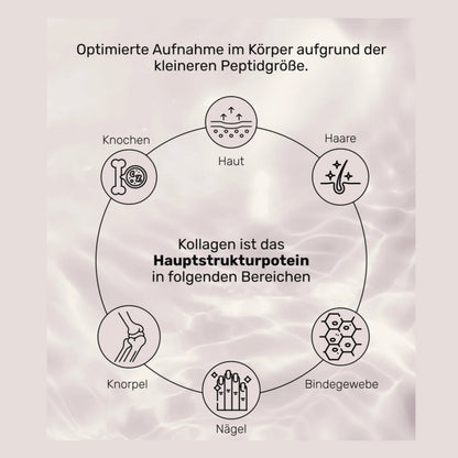 Premium Collagen Pulver von Wehle Sports für schöne Haut kräftige Haare und starke Nägel